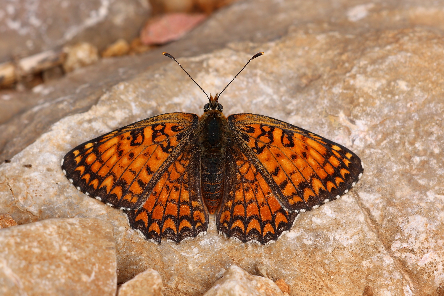 Melitaea phoebe